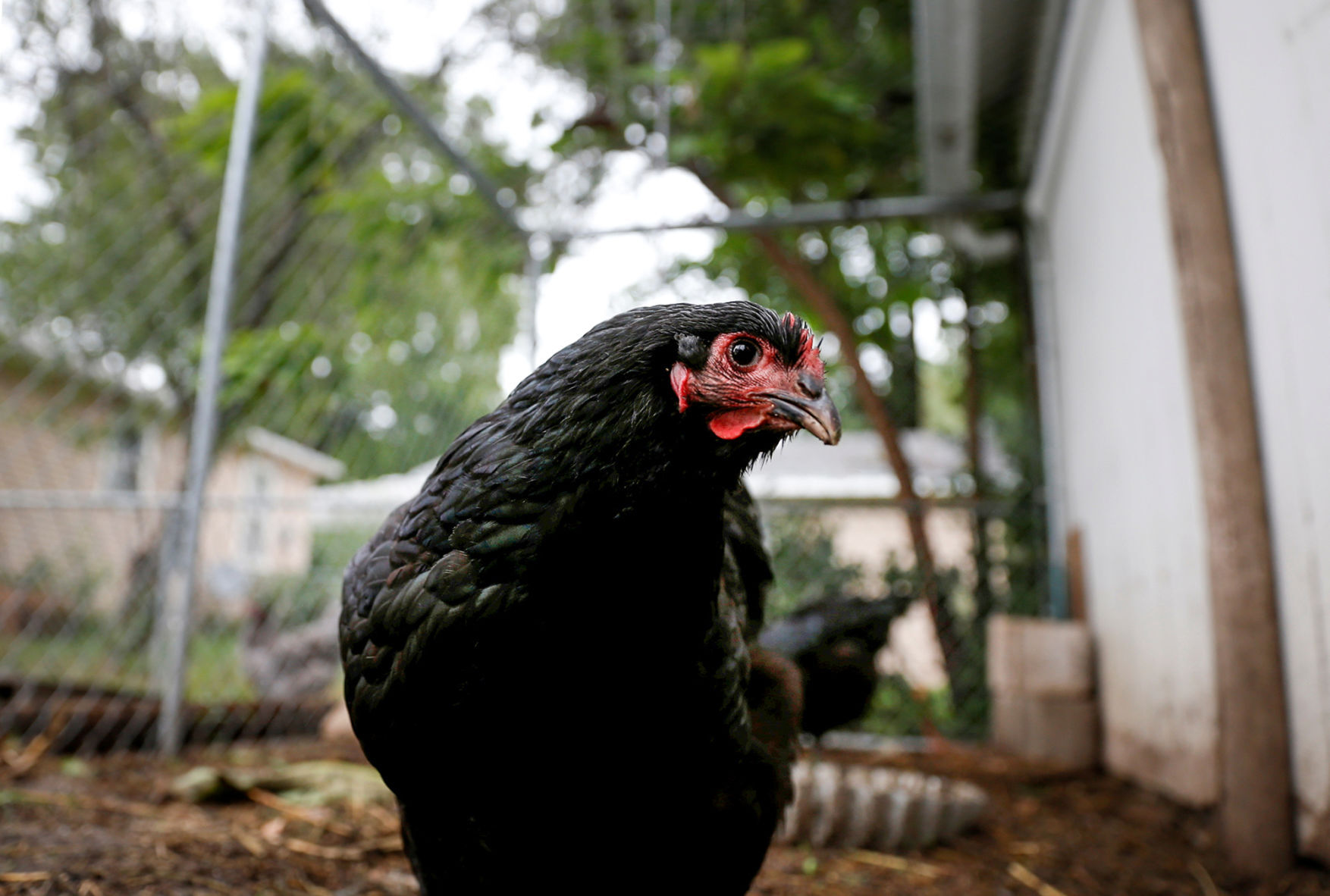 County Fair Chicken